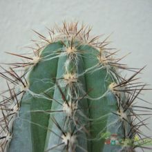 A photo of Pilosocereus tweedyanus