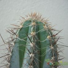 A photo of Pilosocereus tweedyanus