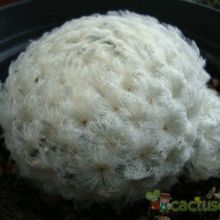 Una foto de Mammillaria plumosa