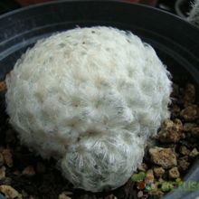 Una foto de Mammillaria plumosa