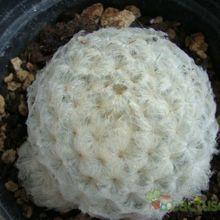 Una foto de Mammillaria plumosa