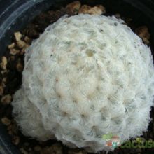 Una foto de Mammillaria plumosa