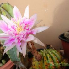 A photo of Echinopsis cv. stars and stripes