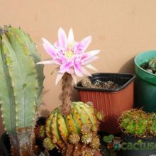 A photo of Echinopsis cv. stars and stripes