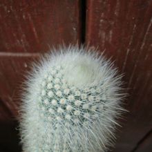 A photo of Parodia nivosa