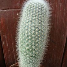 A photo of Parodia nivosa