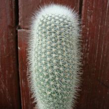 A photo of Parodia nivosa