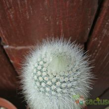 A photo of Parodia nivosa