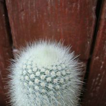 A photo of Parodia nivosa