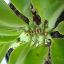A photo of Euphorbia nerifolia