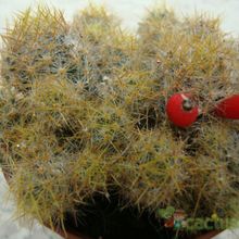 A photo of Mammillaria prolifera ssp. multiceps