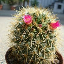 A photo of Mammillaria spinosissima ssp. tepoxtlana