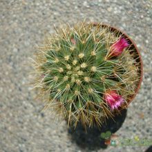 A photo of Mammillaria spinosissima ssp. tepoxtlana