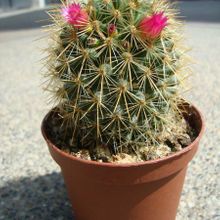 A photo of Mammillaria spinosissima ssp. tepoxtlana