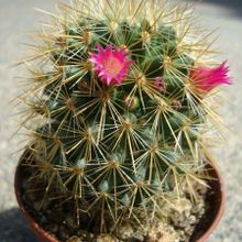 A photo of Mammillaria spinosissima ssp. tepoxtlana