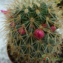 A photo of Mammillaria spinosissima ssp. tepoxtlana