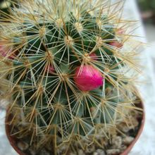 A photo of Mammillaria spinosissima ssp. tepoxtlana