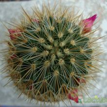 A photo of Mammillaria spinosissima ssp. tepoxtlana