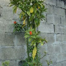 A photo of Pereskia bleo