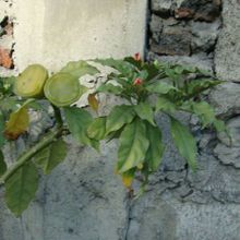 A photo of Pereskia bleo
