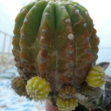 A photo of Echinopsis cv. stars and stripes