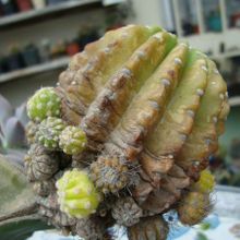 A photo of Echinopsis cv. stars and stripes