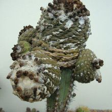 Una foto de Copiapoa humilis ssp. tenuissima fma. monstruosa