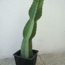 Una foto de Euphorbia candelabrum