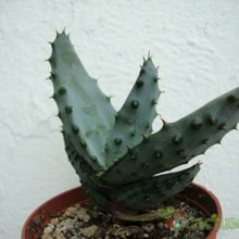 A photo of Aloe ferox