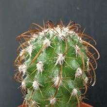 A photo of Parodia tuberculata