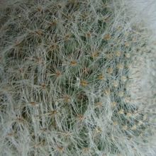 A photo of Mammillaria hahniana