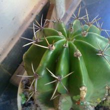 A photo of Echinopsis minuana