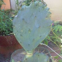A photo of Opuntia dillenii