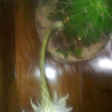Una foto de Echinopsis minuana