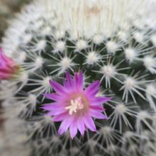 Una foto de Mammillaria spinosissima ssp. pilcayensis