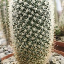 Una foto de Mammillaria spinosissima ssp. pilcayensis