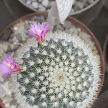 Una foto de Mammillaria spinosissima ssp. pilcayensis