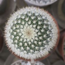 Una foto de Mammillaria spinosissima ssp. pilcayensis