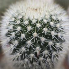 Una foto de Mammillaria spinosissima ssp. pilcayensis