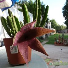 A photo of Stapelia grandiflora