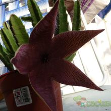 A photo of Stapelia grandiflora