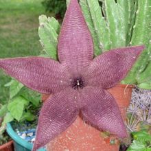 A photo of Stapelia grandiflora