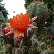 A photo of Stapelia grandiflora