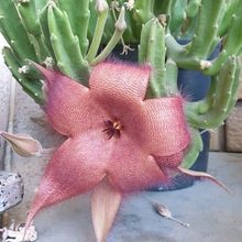 Una foto de Stapelia grandiflora