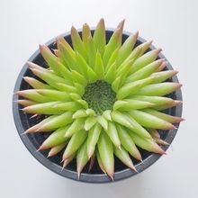 Photo of a cactus currently being identified