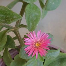 A photo of Mesembryanthemum cordifolium