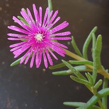 Foto de un cactus que se está identificando actualmente