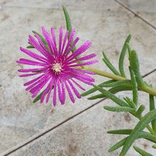 Foto de un cactus que se está identificando actualmente