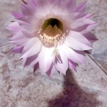 Una foto de Echinopsis oxygona