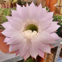 Una foto de Echinopsis oxygona